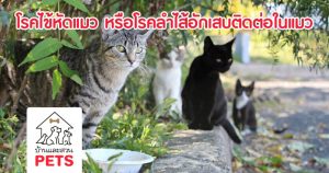 โรคไข้หัดแมว หรือ โรคลำไส้อักเสบติดต่อในแมว (Feline Distemper)