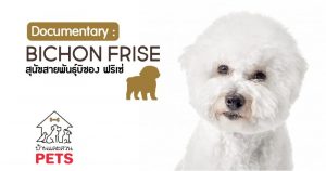 บิชอง ฟริเซ่ (Bichon Frise) ลักษณะสายพันธุ์และนิสัย บิชอง ฟริเซ่