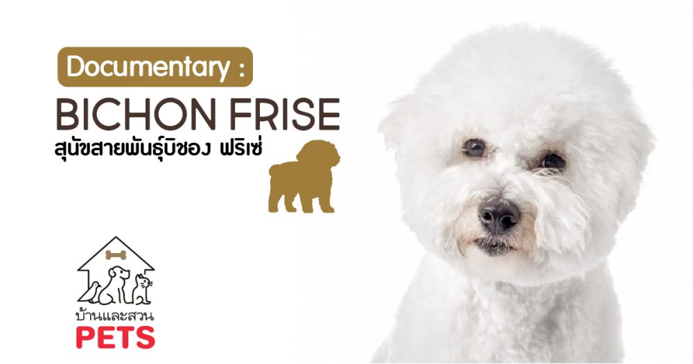 บิชอง ฟริเซ่ (Bichon Frise) ลักษณะสายพันธุ์และนิสัย บิชอง ฟริเซ่