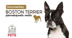 บอสตัน เทอร์เรีย (Boston Terrier) ลักษณะสายพันธุ์และนิสัย