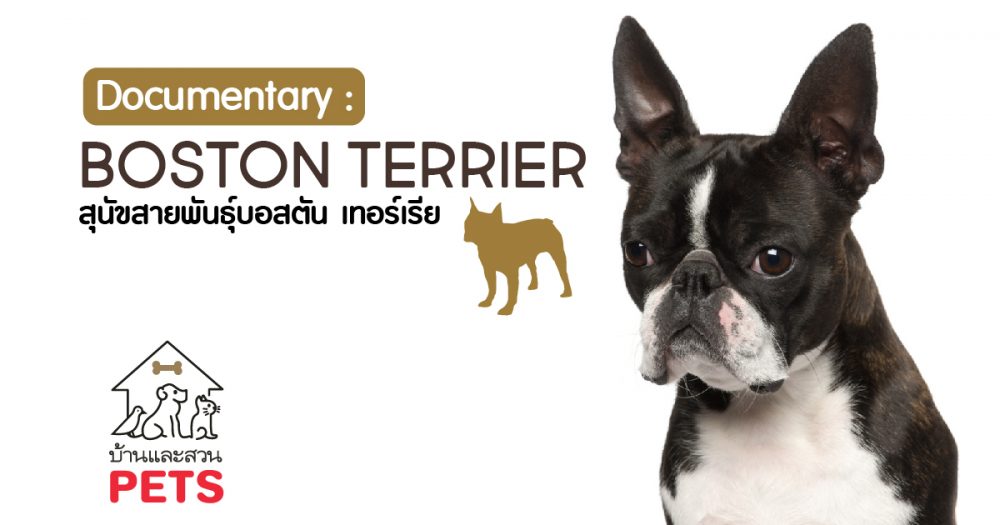 บอสตัน เทอร์เรีย (Boston Terrier) ลักษณะสายพันธุ์และนิสัย