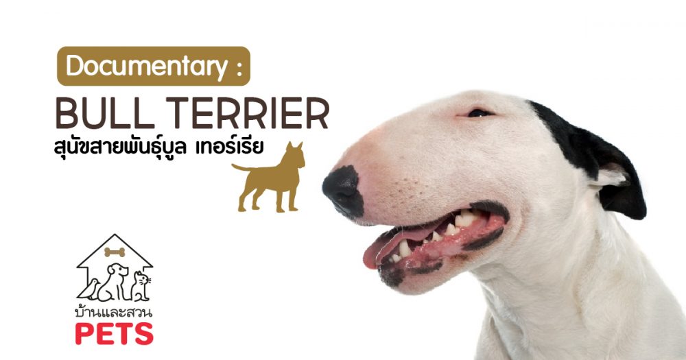บูล เทอร์เรีย (Bull Terrier) ลักษณะสายพันธุ์และนิสัย
