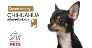 ชิวาวา (Chihuahua) ลักษณะสายพันธุ์และนิสัย ชิวาวา