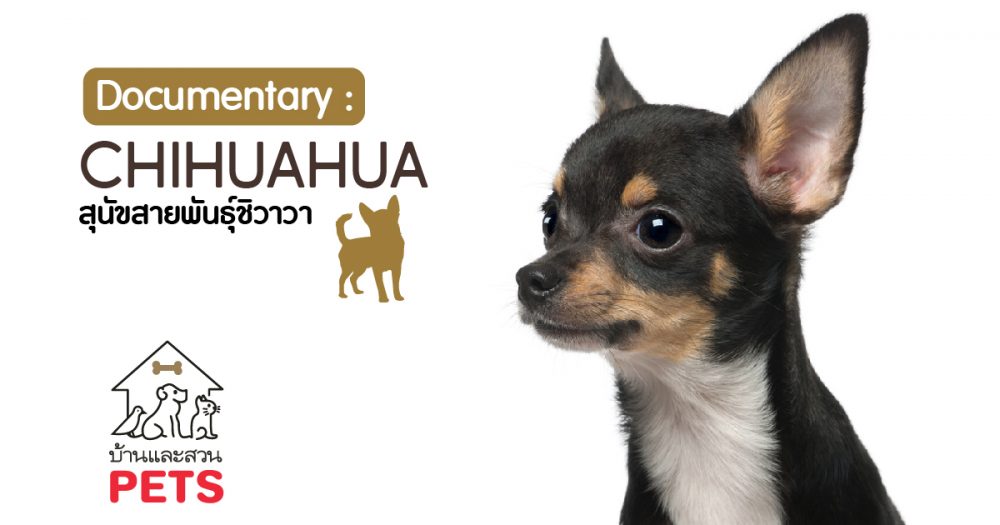 ชิวาวา (Chihuahua) ลักษณะสายพันธุ์และนิสัย ชิวาวา