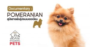 ปอมเมอเรเนียน (Pomeranian) ลักษณะสายพันธุ์และนิสัย