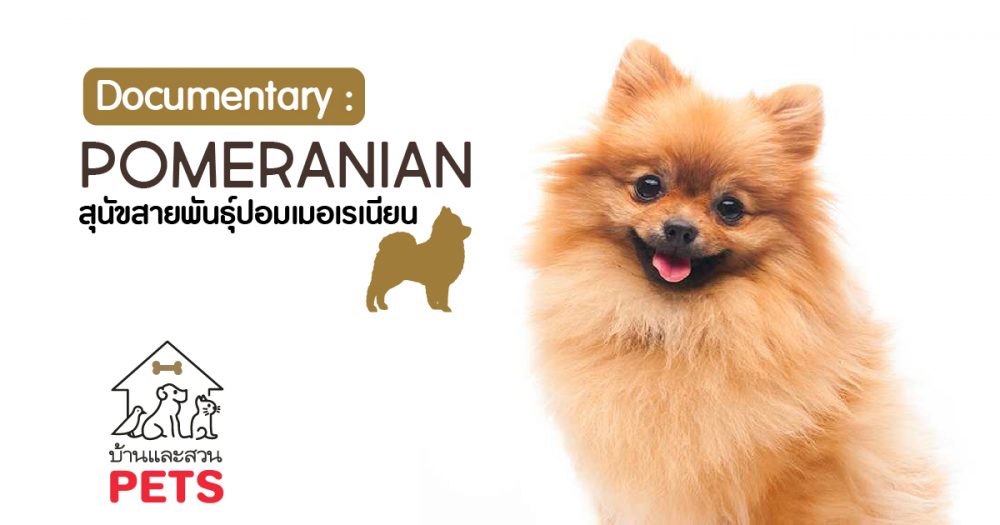 ปอมเมอเรเนียน (Pomeranian) ลักษณะสายพันธุ์และนิสัย