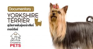ยอร์กเชียร์ เทอร์เรียร์ (Yorkshire terrier) ลักษณะสายพันธุ์และนิสัย