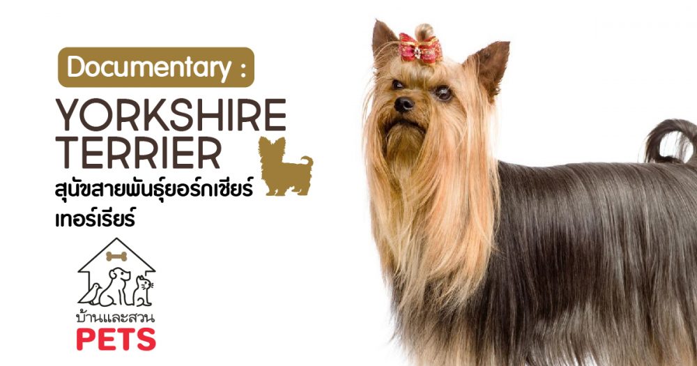 ยอร์กเชียร์ เทอร์เรียร์ (Yorkshire terrier) ลักษณะสายพันธุ์และนิสัย