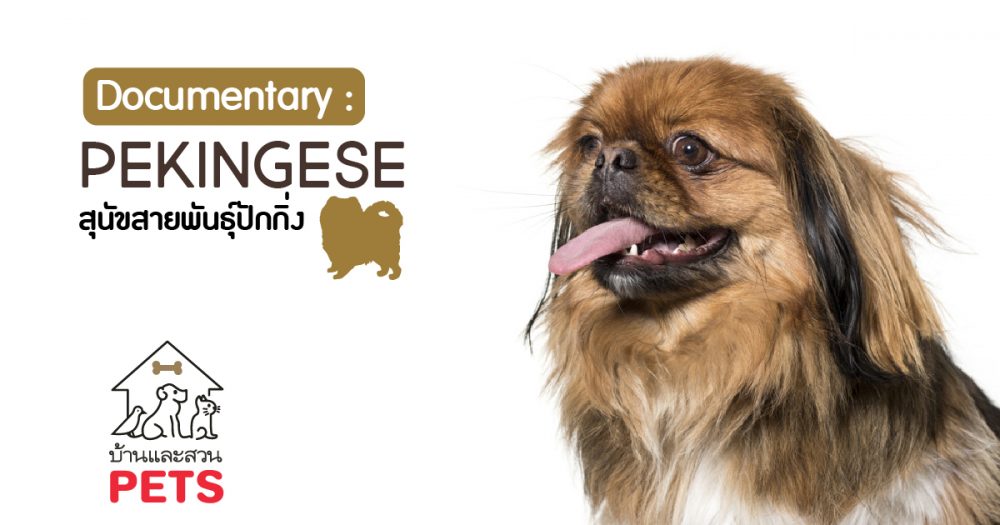 ปักกิ่ง (Pekingese) ลักษณะสายพันธุ์และนิสัย