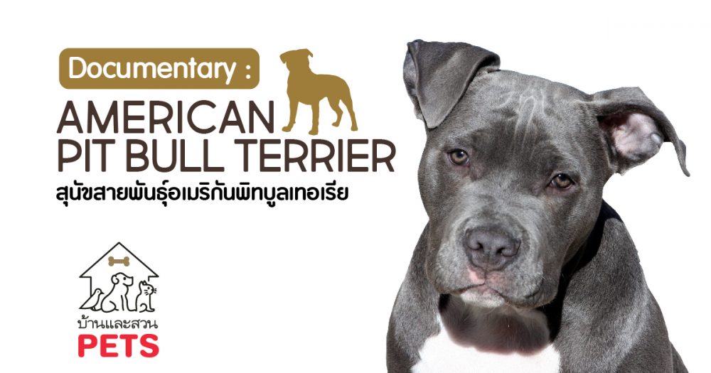 อเมริกันพิทบูลเทอเรีย (American Pit bull terrier) ลักษณะสายพันธุ์และนิสัย อเมริกันพิทบูลเทอเรีย