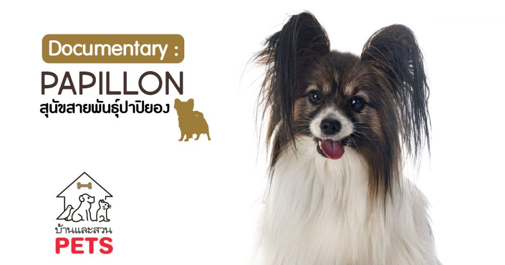 ปาปิยอง (Papillon) ลักษณะสายพันธุ์และนิสัย