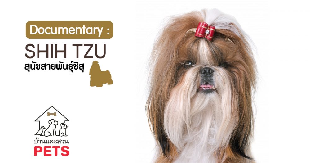 ชิสุ (Shih Tzu) ลักษณะสายพันธุ์และนิสัย