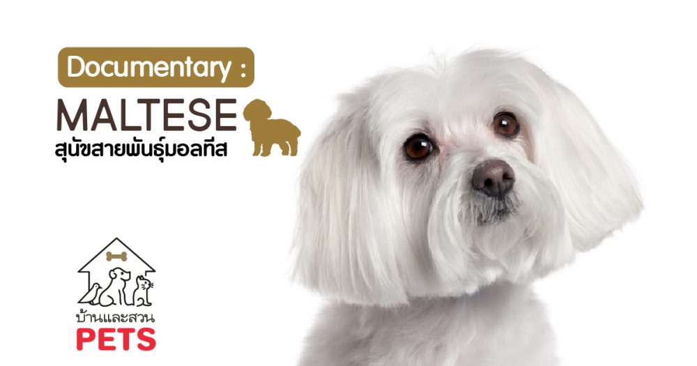 มอลทีส (Maltese) ลักษณะสายพันธุ์และนิสัย มอลทีส
