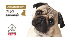 ปั๊ก (Pug) ลักษณะสายพันธุ์และนิสัย