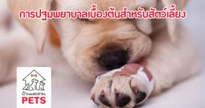 การปฐมพยาบาลเบื้องต้นสำหรับสัตว์เลี้ยง (First aid)