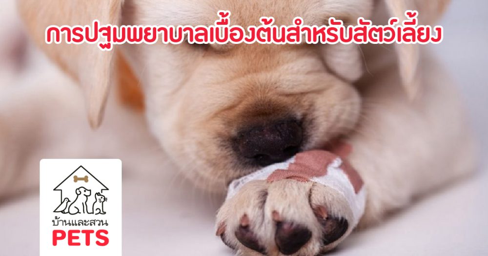 การปฐมพยาบาลเบื้องต้นสำหรับสัตว์เลี้ยง (First aid)