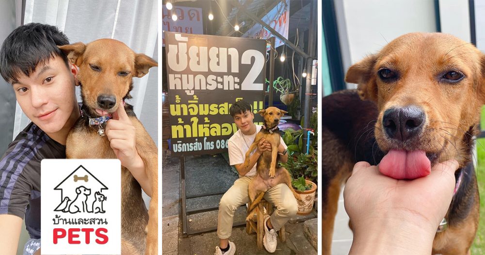 การรับ สุนัขจรจัด หรือน้องหมาไร้บ้าน มาเลี้ยงต้องเตรียมตัวอย่างไร