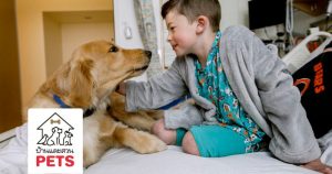 “Therapy Dog” สุนัขนักบำบัดคืออะไร แตกต่างจากสุนัขผู้ช่วยเหลือประเภทอื่นอย่างไร