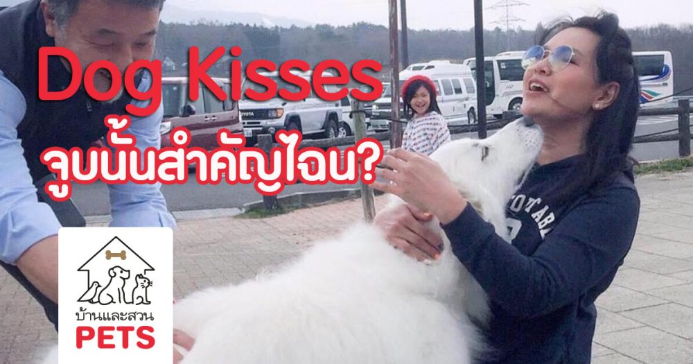 6 เรื่อง! สุดเซอร์ไพรส์เกี่ยวกับจุ๊บของน้องหมาที่คุณ(อาจ)ไม่เคยรู้มาก่อน