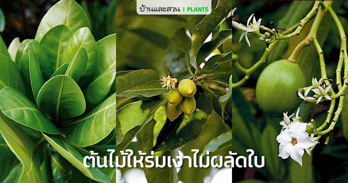 ต้นไม้ใหญ่ ใบร่วงน้อย สำหรับคนไม่ชอบกวาดใบไม้