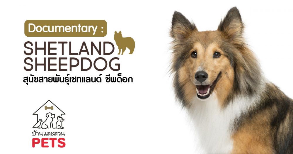 เชทแลนด์ ชีพด็อก (Shetland Sheepdog) ลักษณะสายพันธุ์และนิสัย