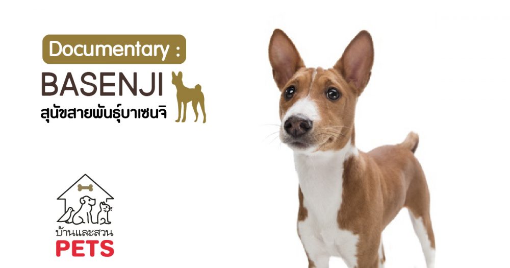 บาเซนจิ (Basenji) ลักษณะสายพันธุ์และนิสัย
