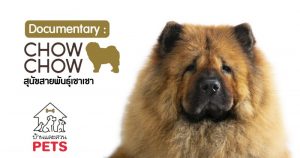 เชาเชา (Chow Chow) ลักษณะสายพันธุ์และนิสัย