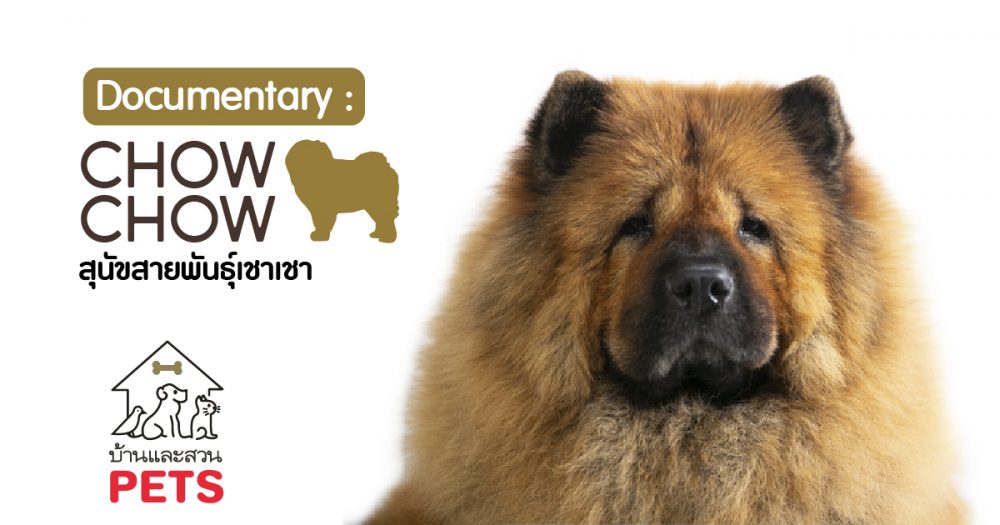 เชาเชา (Chow Chow) ลักษณะสายพันธุ์และนิสัย
