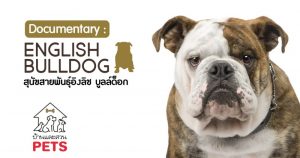 อิงลิช บูลล์ด็อก (English Bulldog) ลักษณะสายพันธุ์และนิสัย