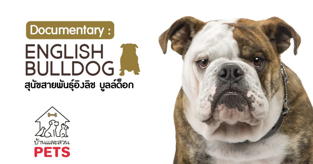อิงลิช บูลล์ด็อก (English Bulldog) ลักษณะสายพันธุ์และนิสัย