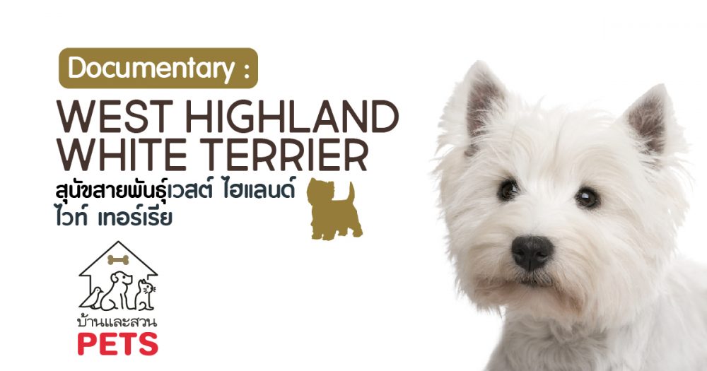 เวสต์ ไฮแลนด์ ไวท์ เทอร์เรีย (West Highland White Terrier) ลักษณะสายพันธุ์และนิสัย
