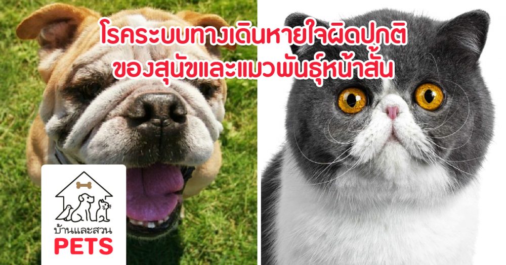 โรคระบบทางเดินหายใจผิดปกติของสุนัขและแมวพันธุ์หน้าสั้น
