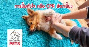 การปั๊มหัวใจ หรือ CPR สัตว์เลี้ยง (Cardiopulmonary Resuscitation)