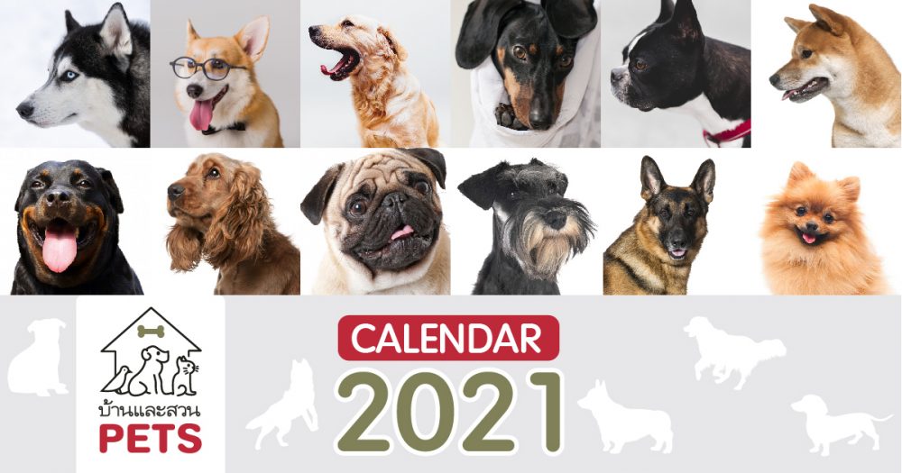 ปฏิทินบ้านและสวน Pets 2021  พร้อมวันสำคัญเกี่ยวกับสัตว์เลี้ยง