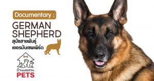 เยอรมันเชพเพิร์ด (German Shepherd) ลักษณะสายพันธุ์และนิสัย