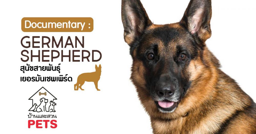 เยอรมันเชพเพิร์ด (German Shepherd) ลักษณะสายพันธุ์และนิสัย