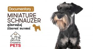 มินิเอเจอร์ ชเนาเซอร์ (Miniature Schnauzer) ลักษณะสายพันธุ์และนิสัย
