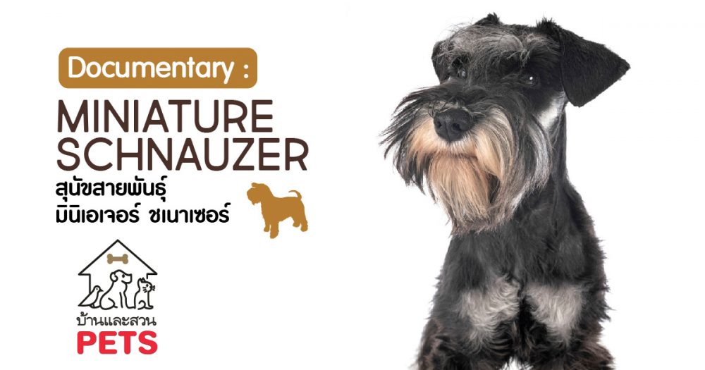มินิเอเจอร์ ชเนาเซอร์ (Miniature Schnauzer) ลักษณะสายพันธุ์และนิสัย