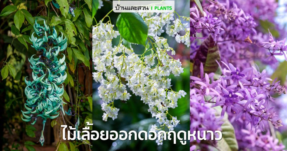 10 ไม้เลื้อยที่ออกดอกดกในฤดูหนาวนี้