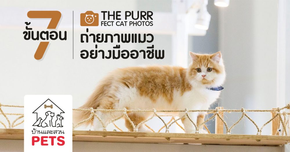 7 ขั้นตอน ถ่ายภาพแมวอย่างมืออาชีพ (The PURR-FECT Cat Photos)