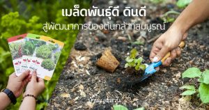 เมล็ดพันธุ์ดี ดินดี สู่พัฒนาการของต้นกล้าที่สมบูรณ์