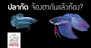ปลากัด จ้องตากันแล้วท้องจริงหรือ?