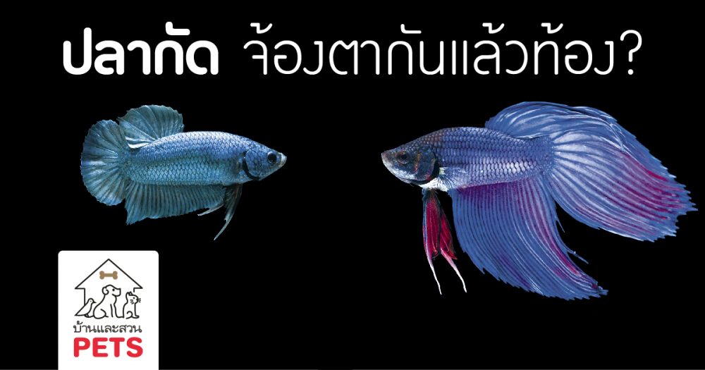 ปลากัด จ้องตากันแล้วท้องจริงหรือ?