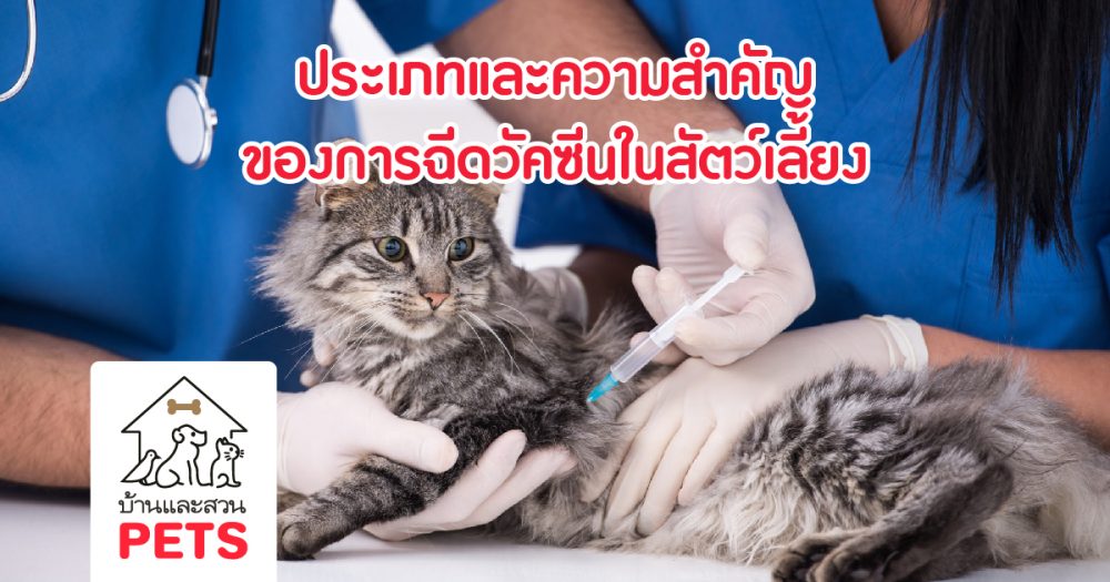 ประเภท และ ความสำคัญของการฉีดวัคซีนในสัตว์เลี้ยง