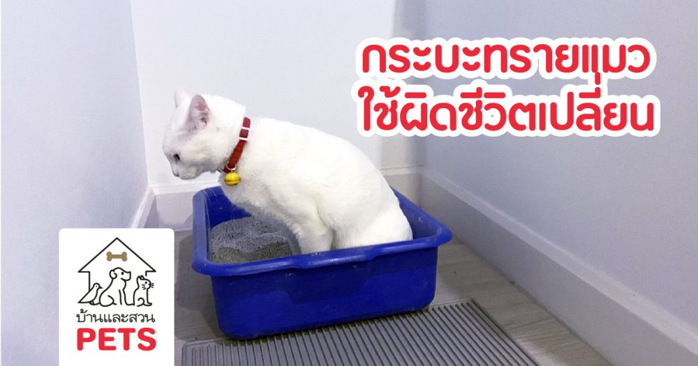 กระบะทรายแมว ใช้ผิดชีวิตเปลี่ยน