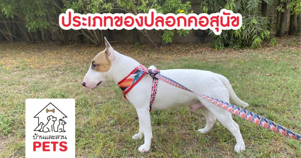 ประเภทปลอกคอสุนัข และวิธีการเลือกใช้งานที่เหมาะสม