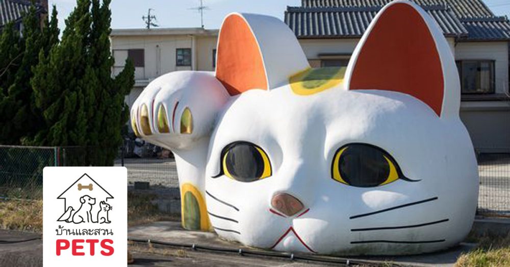 แมวกวัก นำโชค หรือ มาเนะคิเนโคะ (maneki-neko)