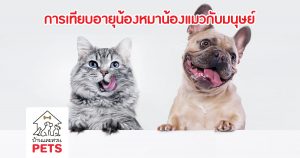 อายุหมา อายุแมว เมื่อเทียบกับมนุษย์ ? อายุหมา, อายุแมว, เมื่อเทียบกับมนุษย์