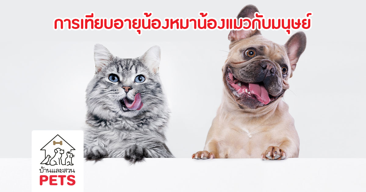 อายุหมา อายุแมว เมื่อเทียบกับมนุษย์ ? อายุหมา, อายุแมว, เมื่อเทียบกับมนุษย์