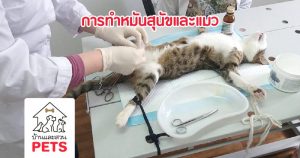 ข้อดีและข้อเสียของการ ทำหมันสุนัข และแมว การทำหมันสุนัขและแมว